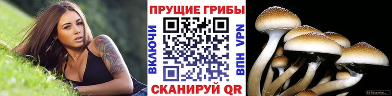 Галлюциногенные грибы Psilocybine cubensis  мега вход  Правдинск 